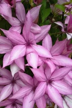 Giselle Clematis - 1 Gallon Pot -Botanhush Sales clematis giselle 13