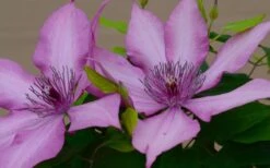 Giselle Clematis - 1 Gallon Pot -Botanhush Sales clematis giselle 7