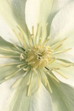 Guernsey Cream Clematis - 1 Gallon Pot -Botanhush Sales clematis guernsey cream 1