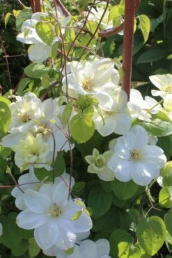 Guernsey Cream Clematis - 1 Gallon Pot -Botanhush Sales clematis guernsey cream 3