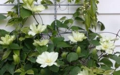 Guernsey Cream Clematis - 1 Gallon Pot -Botanhush Sales clematis guernsey cream 4
