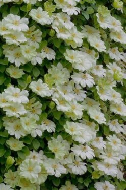 Guernsey Cream Clematis - 1 Gallon Pot -Botanhush Sales clematis guernsey cream 5