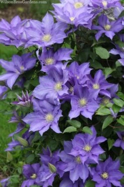 H. F. Young Clematis - 1 Gallon Pot 9 H. F. Young Clematis - 1 Gallon Pot -Botanhush Sales clematis h f young 13