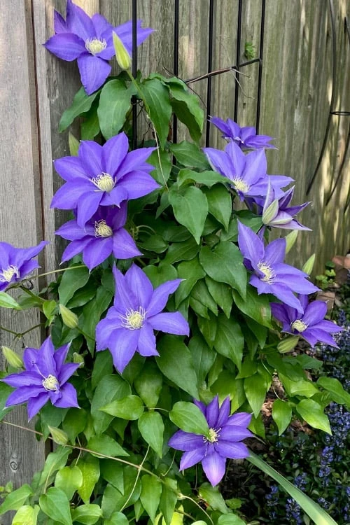 H. F. Young Clematis - 1 Gallon Pot 5 H. F. Young Clematis - 1 Gallon Pot - Image 5