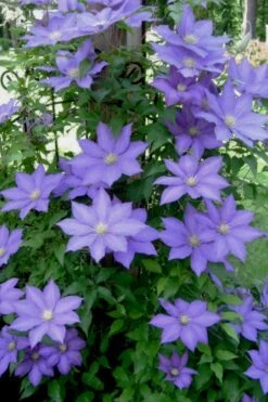 H. F. Young Clematis - 1 Gallon Pot 11 H. F. Young Clematis - 1 Gallon Pot -Botanhush Sales clematis h f young 9