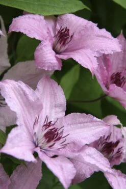 Hagley Hybrid Clematis - 1 Gallon Pot -Botanhush Sales clematis hagley hybrid 14