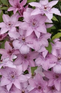 Hagley Hybrid Clematis - 1 Gallon Pot -Botanhush Sales clematis hagley hybrid 15