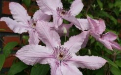 Hagley Hybrid Clematis - 1 Gallon Pot -Botanhush Sales clematis hagley hybrid 21
