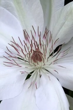 Henryi Clematis - 1 Gallon Pot 13 Henryi Clematis - 1 Gallon Pot -Botanhush Sales clematis henryi 1