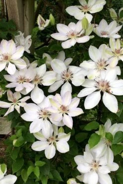 Henryi Clematis - 1 Gallon Pot 14 Henryi Clematis - 1 Gallon Pot -Botanhush Sales clematis henryi 2