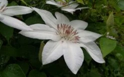 Henryi Clematis - 1 Gallon Pot 15 Henryi Clematis - 1 Gallon Pot -Botanhush Sales clematis henryi 3