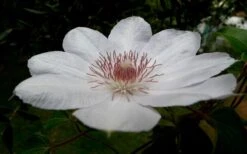 Henryi Clematis - 1 Gallon Pot 16 Henryi Clematis - 1 Gallon Pot -Botanhush Sales clematis henryi 4