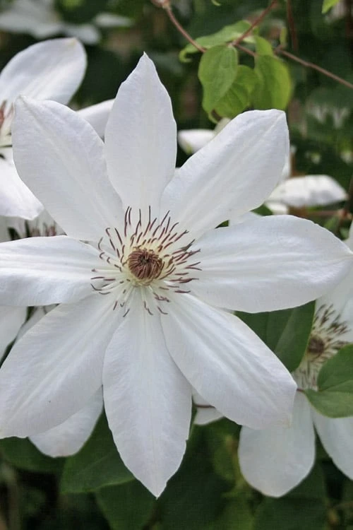 Henryi Clematis - 1 Gallon Pot