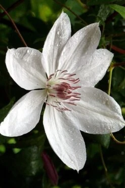 Henryi Clematis - 1 Gallon Pot 17 Henryi Clematis - 1 Gallon Pot -Botanhush Sales clematis henryi 6
