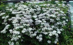Huldine Clematis - 1 Gallon Pot 13 Huldine Clematis - 1 Gallon Pot -Botanhush Sales clematis huldine 11