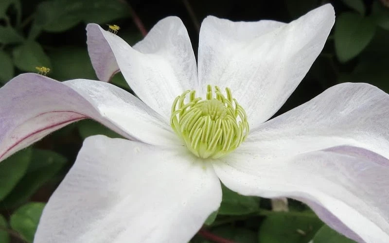 Huldine Clematis - 1 Gallon Pot 6 Huldine Clematis - 1 Gallon Pot - Image 6