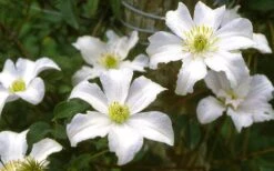 Huldine Clematis - 1 Gallon Pot 16 Huldine Clematis - 1 Gallon Pot -Botanhush Sales clematis huldine 6