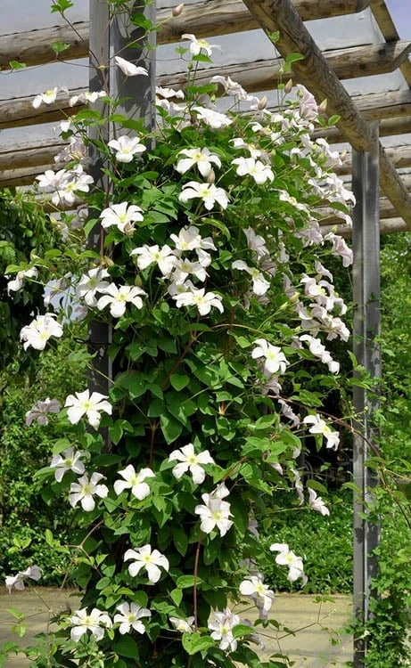 Huldine Clematis - 1 Gallon Pot 9 Huldine Clematis - 1 Gallon Pot - Image 9