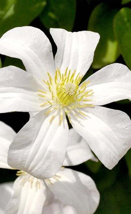 Huldine Clematis - 1 Gallon Pot 1 Huldine Clematis - 1 Gallon Pot
