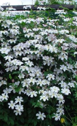 Huldine Clematis - 1 Gallon Pot 12 Huldine Clematis - 1 Gallon Pot -Botanhush Sales clematis huldine 9