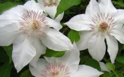Hyde Hall Clematis - 1 Gallon Pot 12 Hyde Hall Clematis - 1 Gallon Pot -Botanhush Sales clematis hyde hall 1