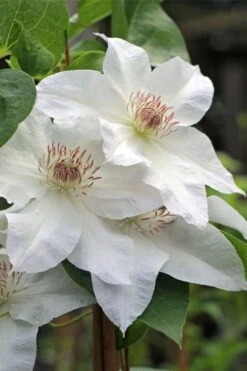 Hyde Hall Clematis - 1 Gallon Pot 10 Hyde Hall Clematis - 1 Gallon Pot -Botanhush Sales clematis hyde hall 4