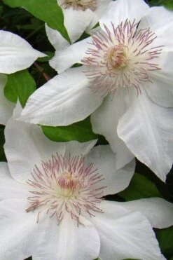 Hyde Hall Clematis - 1 Gallon Pot 11 Hyde Hall Clematis - 1 Gallon Pot -Botanhush Sales clematis hyde hall 5