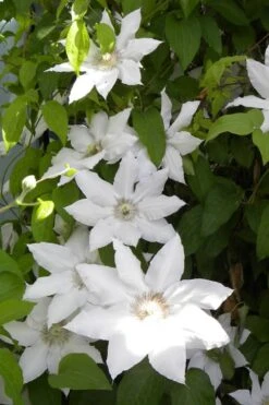 Hyde Hall Clematis - 1 Gallon Pot 13 Hyde Hall Clematis - 1 Gallon Pot -Botanhush Sales clematis hyde hall 6