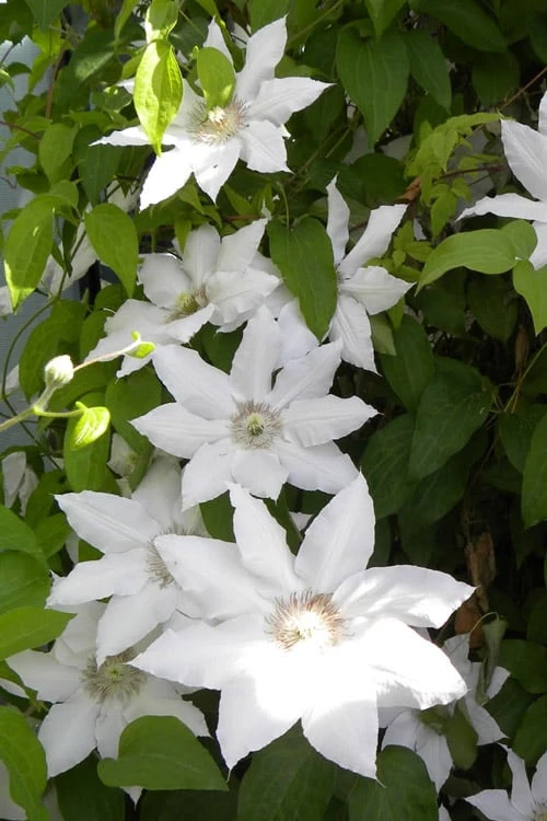 Hyde Hall Clematis - 1 Gallon Pot 7 Hyde Hall Clematis - 1 Gallon Pot - Image 7