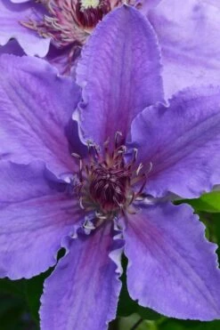 Ines Clematis - 1 Gallon Pot 8 Ines Clematis - 1 Gallon Pot -Botanhush Sales clematis ines 1