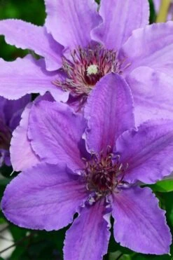 Ines Clematis - 1 Gallon Pot 9 Ines Clematis - 1 Gallon Pot -Botanhush Sales clematis ines 3