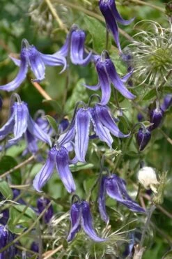 Clematis Integrifolia (Solitary Bush Clematis) - 1 Gallon Pot -Botanhush Sales clematis integrifolia soiltary bush clematis 4