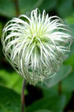 Clematis Integrifolia (Solitary Bush Clematis) - 1 Gallon Pot -Botanhush Sales clematis integrifolia soiltary bush clematis 6