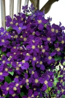 Jakmanii Purple Clematis - 1 Gallon Pot 8 Jakmanii Purple Clematis - 1 Gallon Pot -Botanhush Sales clematis jackmanii 5
