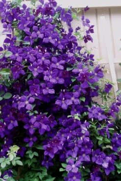 Jakmanii Purple Clematis - 1 Gallon Pot 9 Jakmanii Purple Clematis - 1 Gallon Pot -Botanhush Sales clematis jackmanii 9