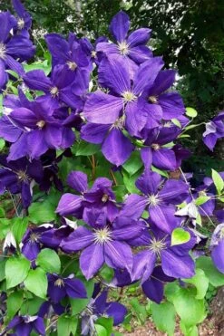 Jackmanii Superba Clematis - 1 Gallon Pot -Botanhush Sales clematis jackmanii superba 3