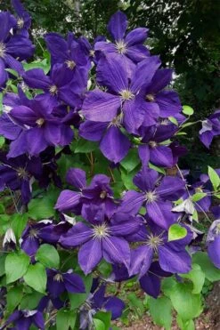 Jackmanii Superba Clematis - 1 Gallon Pot -Botanhush Sales clematis jackmanii superba 4
