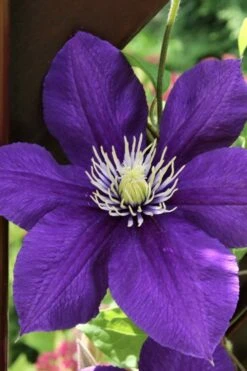 Jackmanii Superba Clematis - 1 Gallon Pot -Botanhush Sales clematis jackmanii superba 5