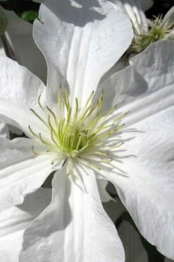 John Huxtable Clematis - 1 Gallon Pot -Botanhush Sales clematis john huxtable 1