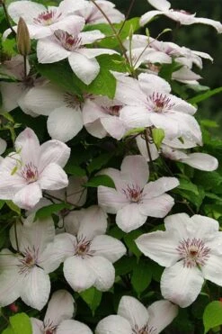 John Paul II Clematis - 1 Gallon Pot 10 John Paul II Clematis - 1 Gallon Pot -Botanhush Sales clematis john paul II 11