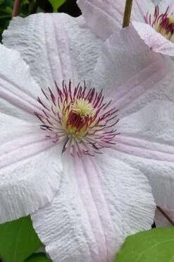 John Paul II Clematis - 1 Gallon Pot 9 John Paul II Clematis - 1 Gallon Pot -Botanhush Sales clematis john paul II 12