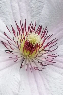 John Paul II Clematis - 1 Gallon Pot 11 John Paul II Clematis - 1 Gallon Pot -Botanhush Sales clematis john paul II 5