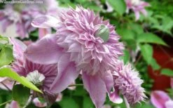 Josephine Clematis - 1 Gallon Pot 9 Josephine Clematis - 1 Gallon Pot -Botanhush Sales clematis josephine 15