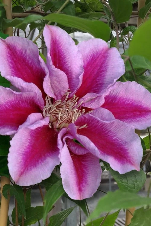 Killian Donahue Clematis - 1 Gallon Pot 5 Killian Donahue Clematis - 1 Gallon Pot - Image 5