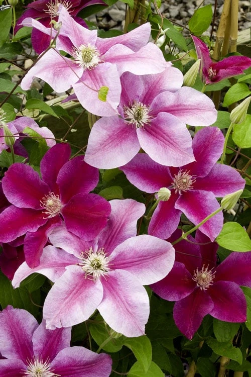 Killian Donahue Clematis - 1 Gallon Pot 4 Killian Donahue Clematis - 1 Gallon Pot - Image 4