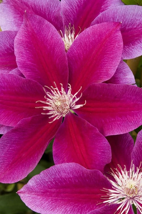 Killian Donahue Clematis - 1 Gallon Pot 1 Killian Donahue Clematis - 1 Gallon Pot