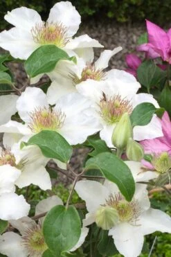 Kitty Clematis - 1 Gallon Pot -Botanhush Sales clematis kitty 3