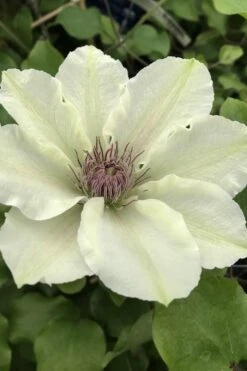 Kitty Clematis - 1 Gallon Pot -Botanhush Sales clematis kitty 4