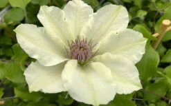 Kitty Clematis - 1 Gallon Pot -Botanhush Sales clematis kitty 8