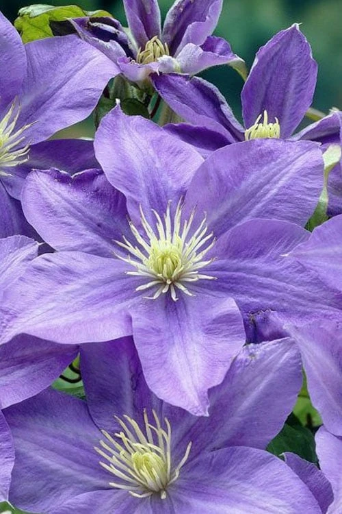 Lady Northcliffe Clematis - 1 Gallon Pot 1 Lady Northcliffe Clematis - 1 Gallon Pot